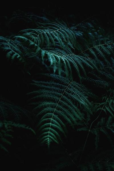 黑暗房间里的绿色蕨类植物